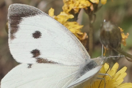 butterfly800iso-detail