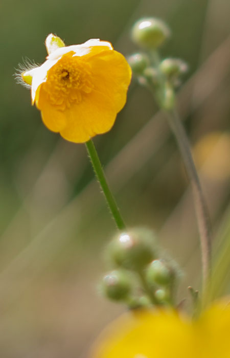 posterisedbokeh-clip